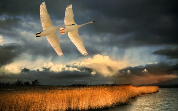 Лебеди в небе