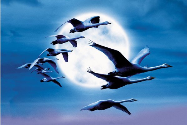 Лебеди в небе