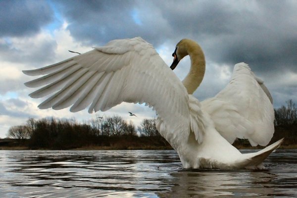 Лебеди в небе