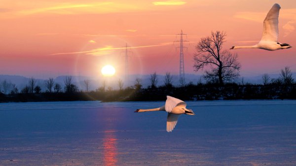 Стая лебедей