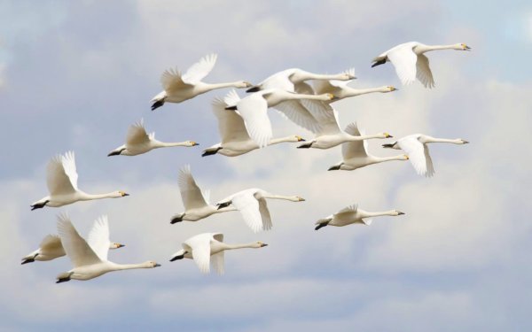 Лебеди улетают