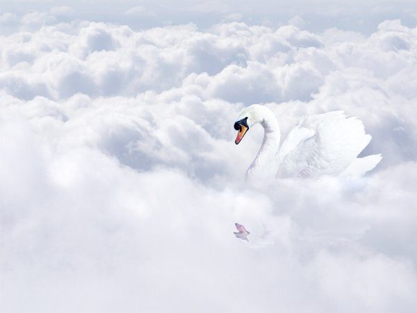Лебедь взлетает