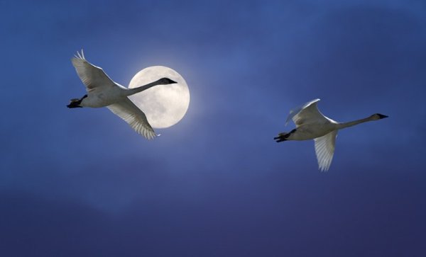 Два лебедя в небе