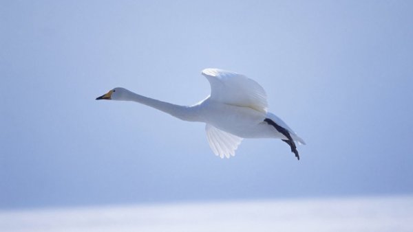 Два лебедя в небе