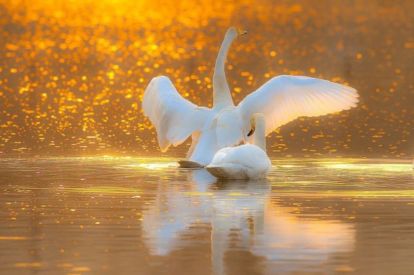 Два лебедя в небе