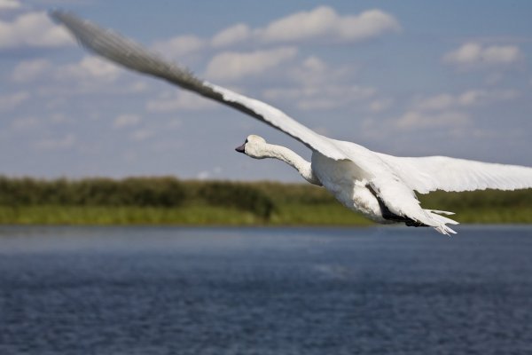 Белый лебедь