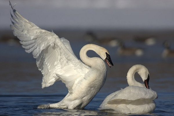 Полет лебедей