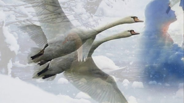 Лебеди в небе