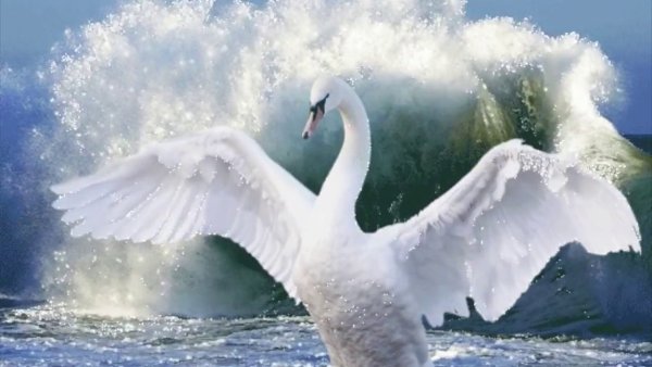 Косяк лебедей