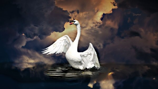 Лебедь летает