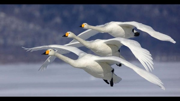 Лебеди улетают
