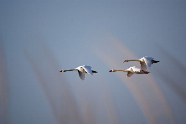 Лебеди в небе