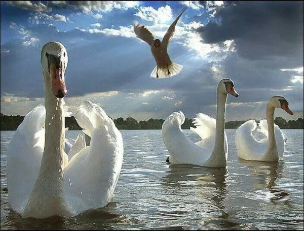 Лебеди в небе