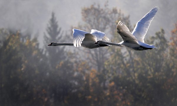 Одинокий лебедь