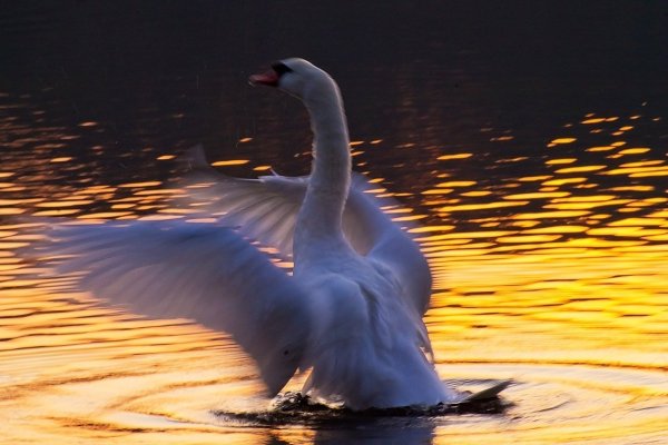 Перелет лебедей