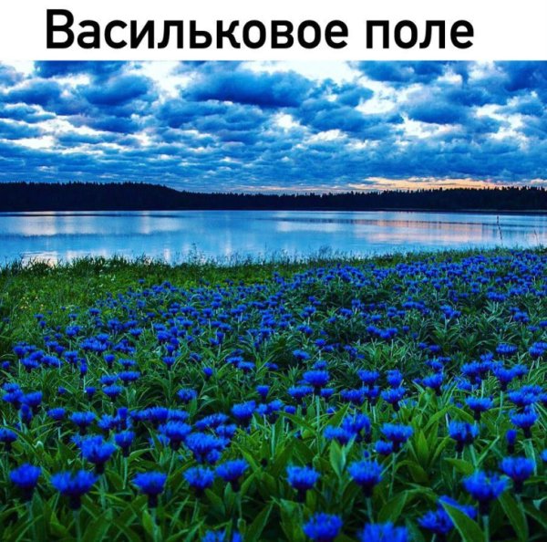 Синие цветы