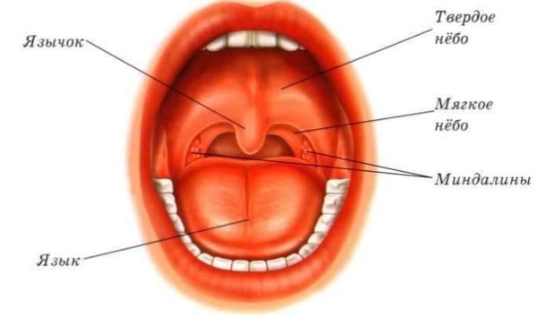 Строение твердого и мягкого неба