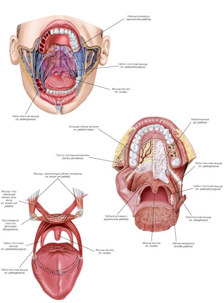 Мышцы мягкого неба (Palatum Molle):