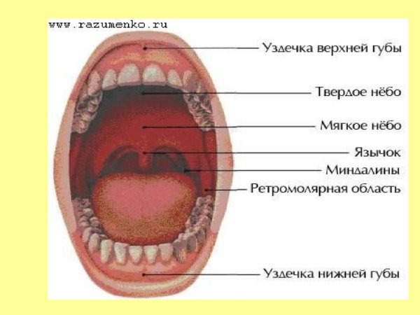 Мягкое небо ротовой полости