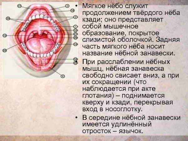 Твердое небо и мягкое небо