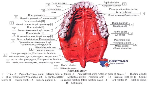 Воспаления неба в ротовой полости