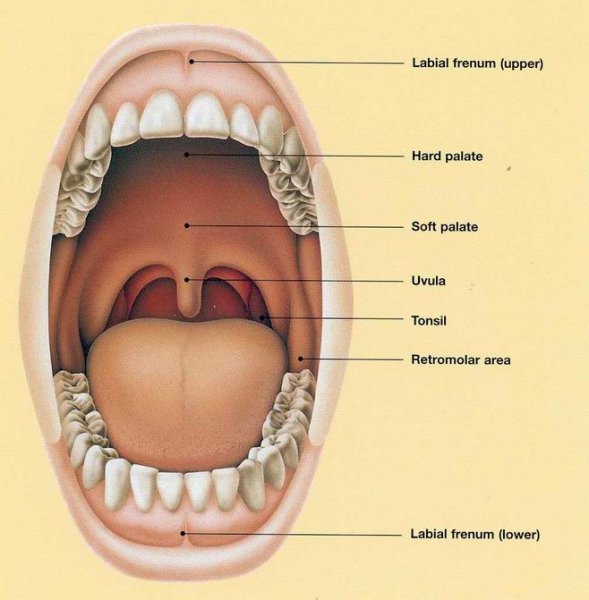 Ротовая полость строение гланды