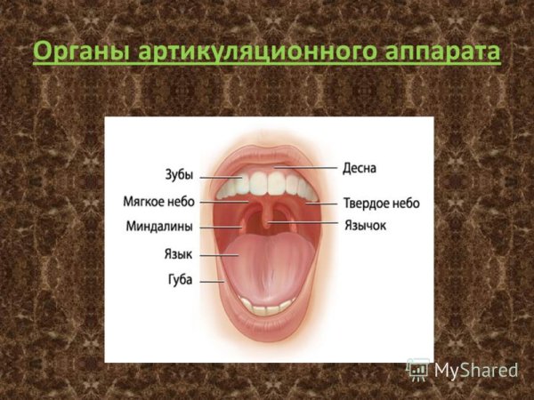 Ротовая полость строение гланды