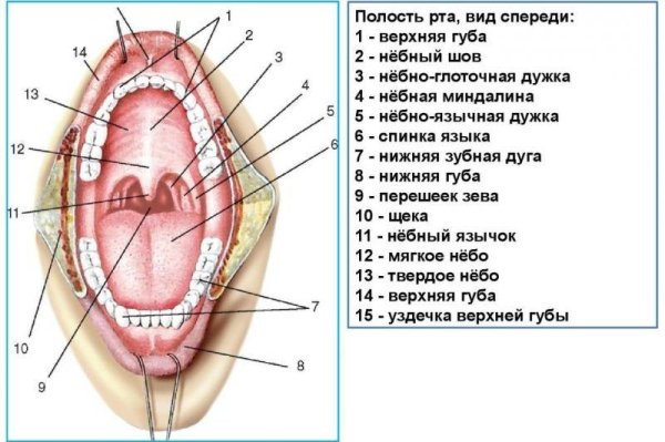 Анатомия твердого неба верхней челюсти