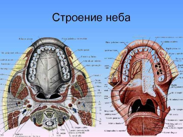 Небные дужки миндалины язычок
