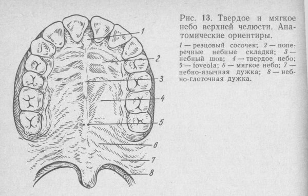 Твердое и мягкое небо сбоку
