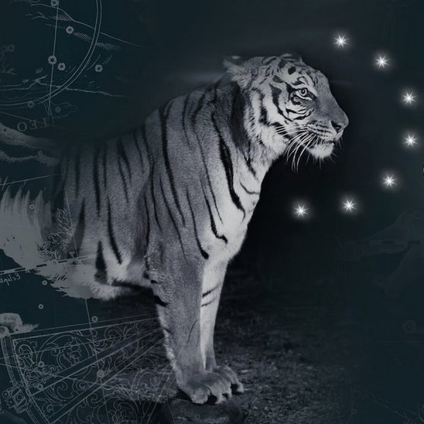 Созвездие тигра