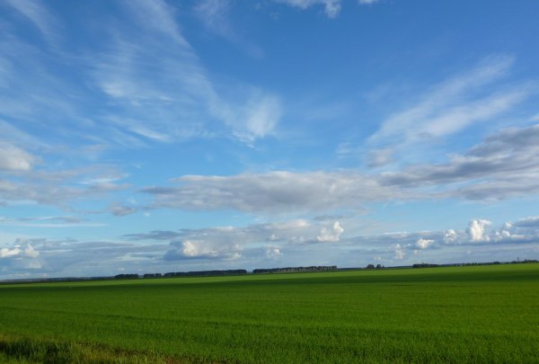 Пейзаж одинокое дерево