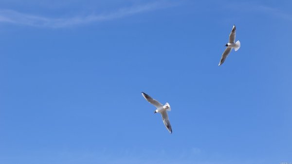 Две птицы в небе