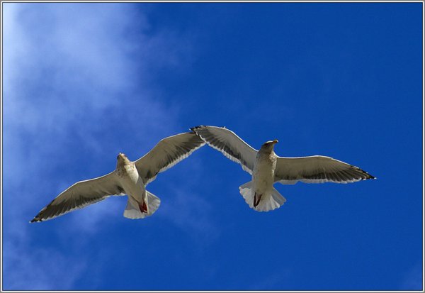 Две птицы летят