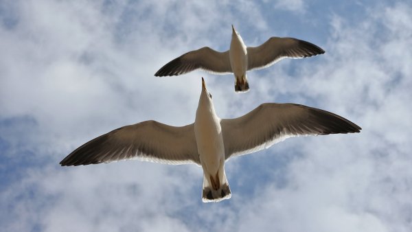 Чайка вид снизу в полёте