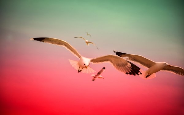 Красивый полет птицы