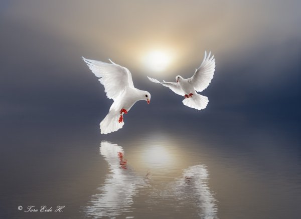 Два белых голубя в небе