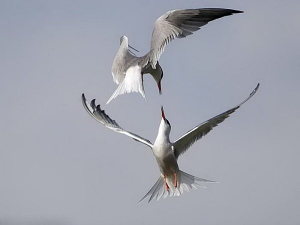 Две птицы в полете