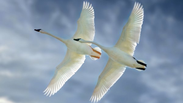Полет лебедей