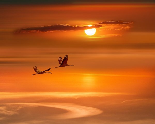 Птицы на рассвете