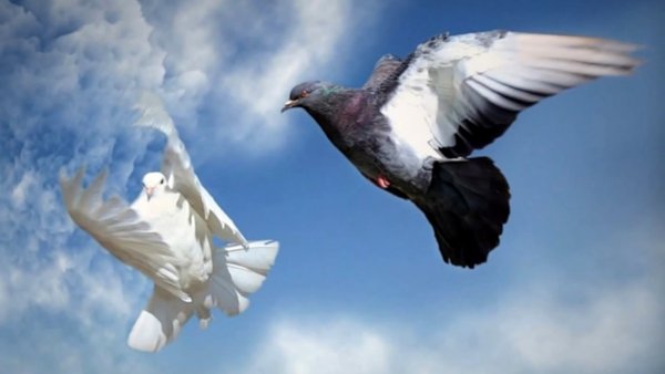 Летающий голубь
