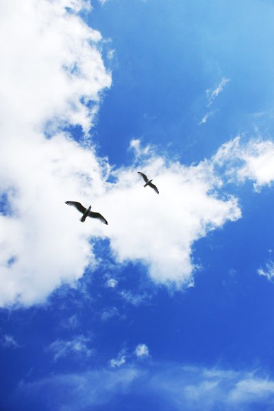 Птицы летают