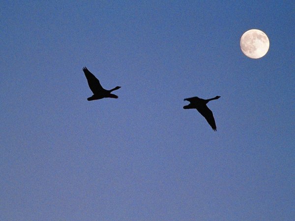 Две птицы летят