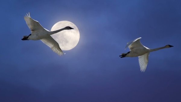 Лебедь летает