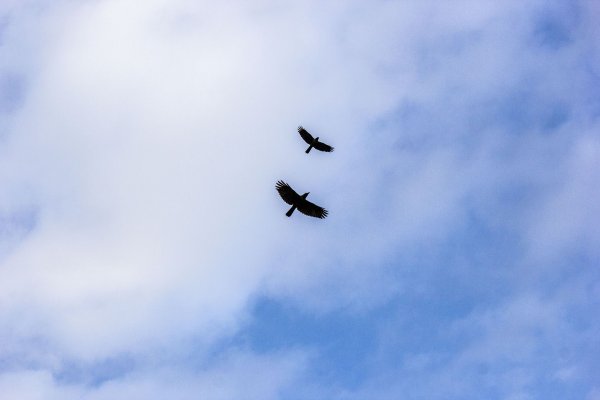 Несколько птиц в небе
