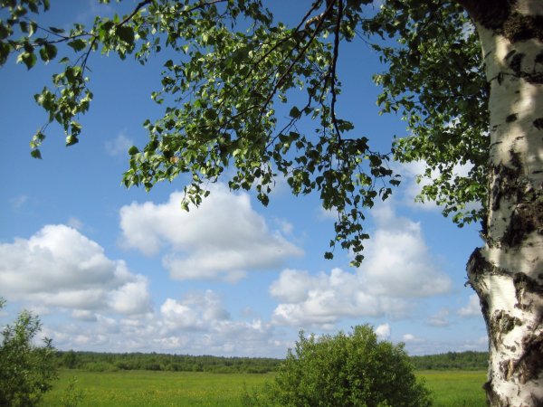 Березы небо