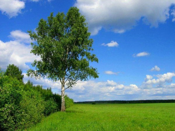 Березы небо