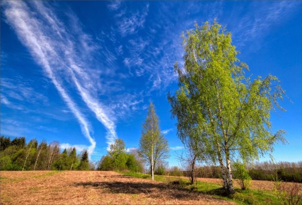 Береза в поле
