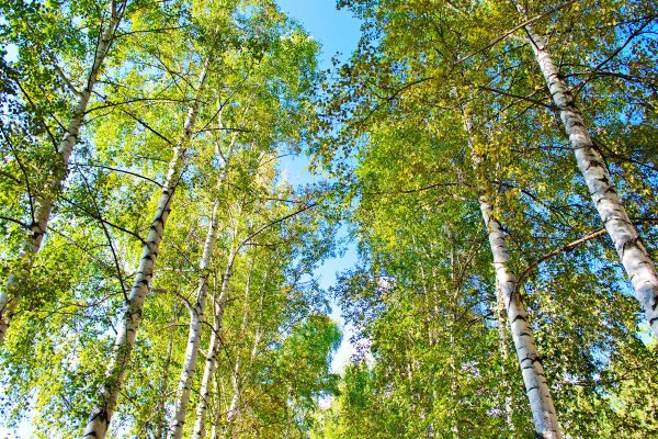 Березовый лес и небо