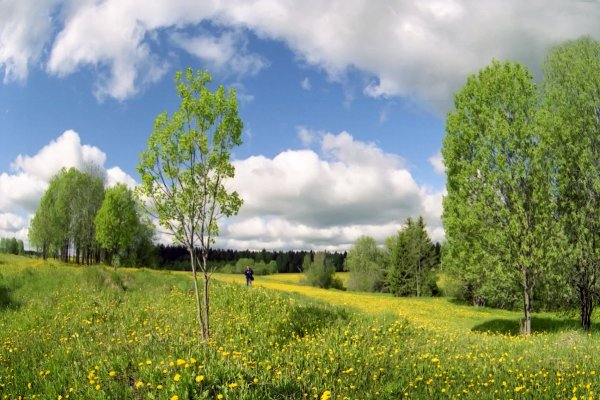 Поляна с березами и дом